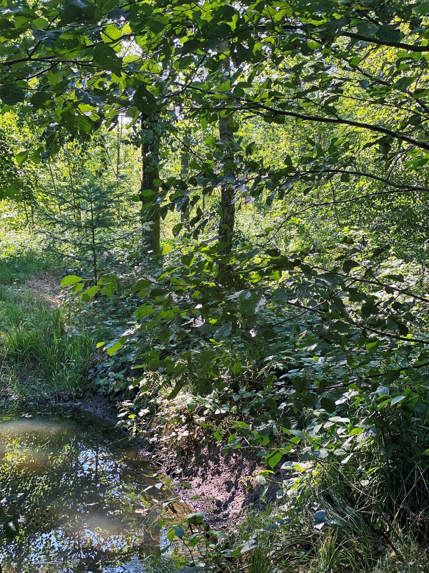 Lichter Laubwald